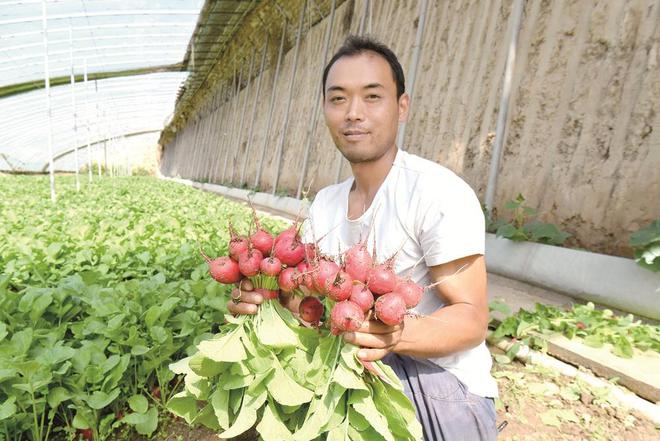 蔬菜種植戶忙得不亦樂(lè)乎。攝影：鄧建青