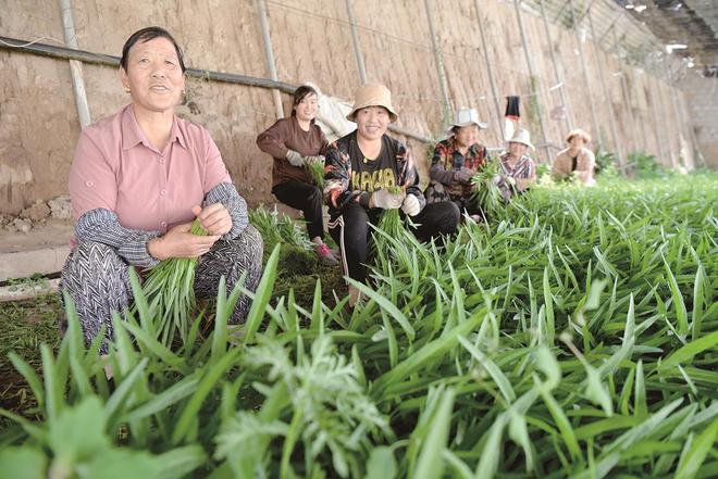 7月5日，在青海惠田農(nóng)業(yè)種植基地內(nèi)，農(nóng)戶收割蔬菜。攝影：鄧建青